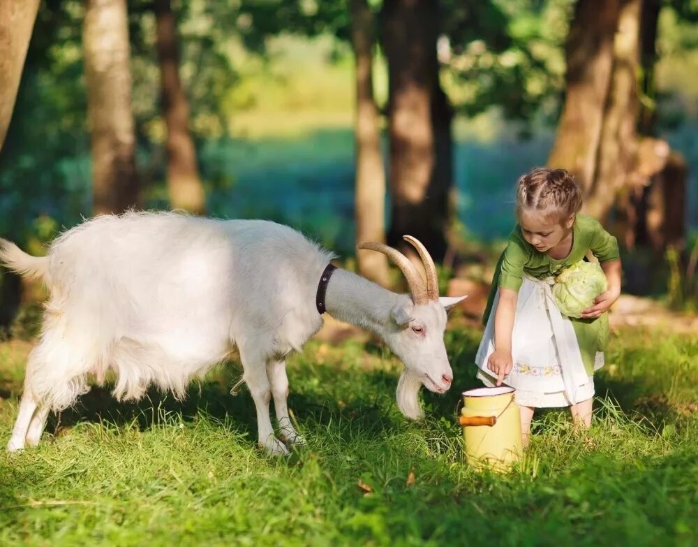 Кормим ребенка козьим молоком. Козье молоко ЭКОФЕРМА. Коза. Коза с козлятами. Коза для детей.