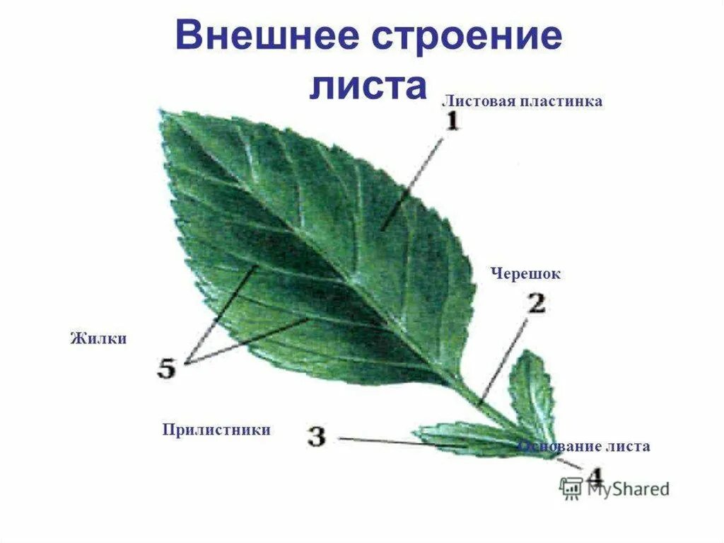 В жилках листа находится сверху. Листовая пластинка 2 – черешок 3 – жилка. Основание черешок листовая пластинка у листа. Прилистник черешок основание листа. Внешнее строение листовой пластинки.