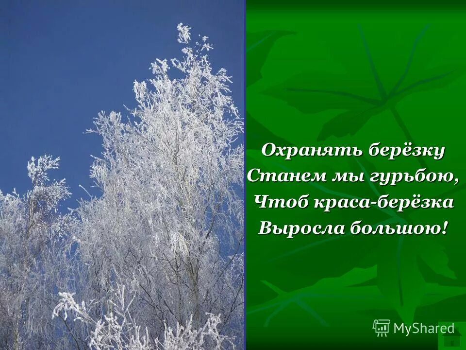 руна для похудения. руны став березка. став березка. береза рунический став. став березка.