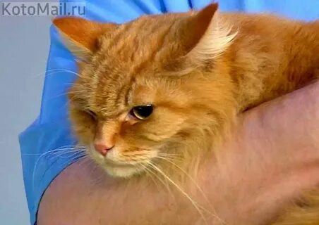 Смертельно для кошек