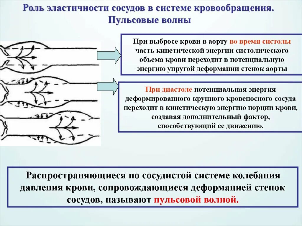 Что значит эластичная. Роль эластичности сосудов в системе кровообращения. Значение эластичности сосудов для кровотока.. Схема формирования пульсовой волны. Эластичность капилляров.