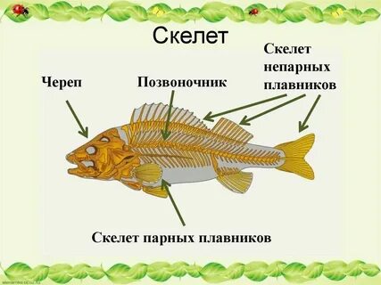 Класс рыбы плавники