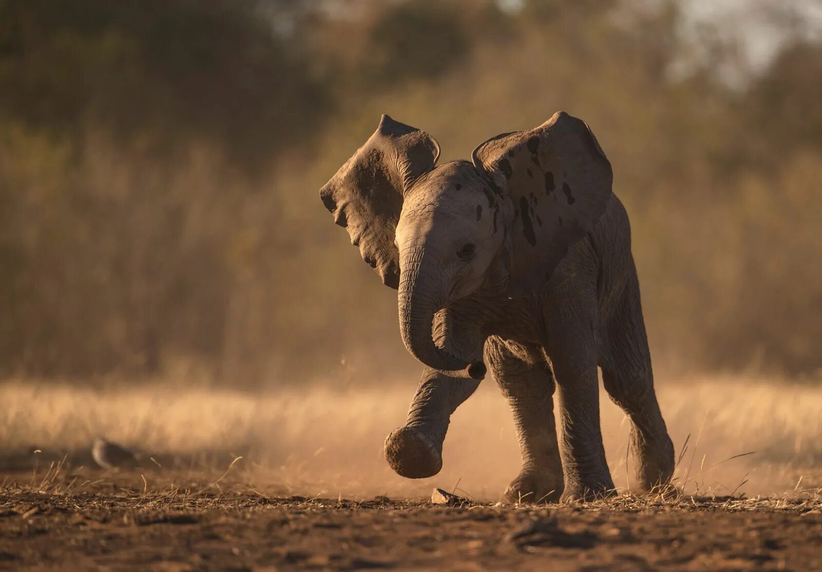 Слон бежит. Слоненок бежит. Слон убегает. Слоны бегут. An elephant can run