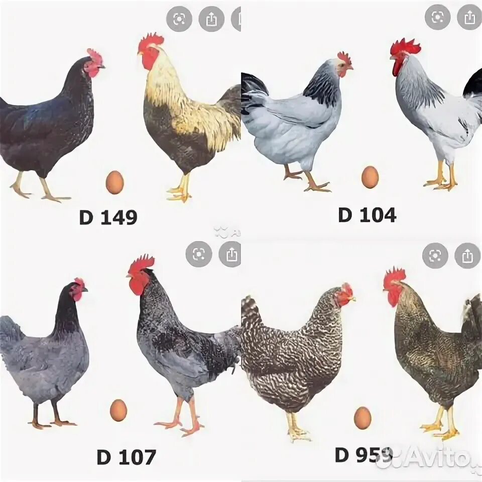 доминант куры гс описание. доминант гс 459. куры доминант гс 459. порода кур доминант с зеленым яйцом. чешский доминант порода кур гс 459.