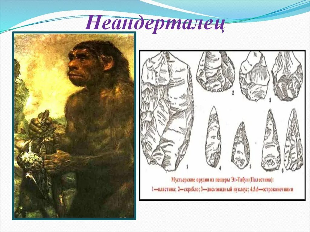 Особенности строения неандертальца. Неандерталец. Неандерталец биология. Неандерталец появился. Неандерталец это 5 класс.