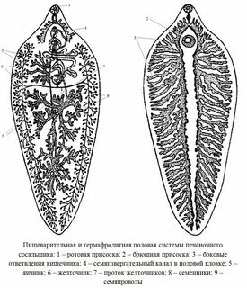 Фасциолез жвачных