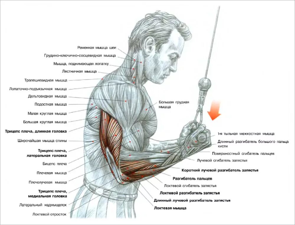 Форум болят руки плечи. Мышцы руки анатомия бицепс трицепс. Разгибание рук с рукояткой верхнего блока хватом сверху. Разгибание рук с рукояткой верхнего блока хватом снизу. Разгибание рук с рукояткой верхнего блока трицепс.