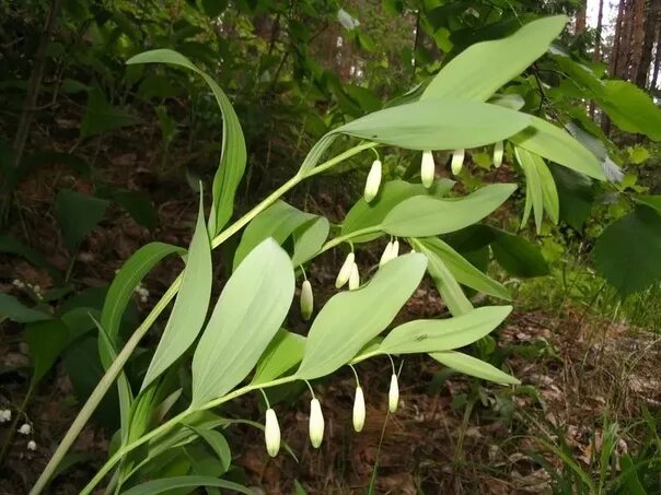 Купена фото растения и описание ядовитая. Купена (polygonatum). Купена цветок садовый многолетний. Купена фото растения и описание ядовитая. Купена мутовчатая.