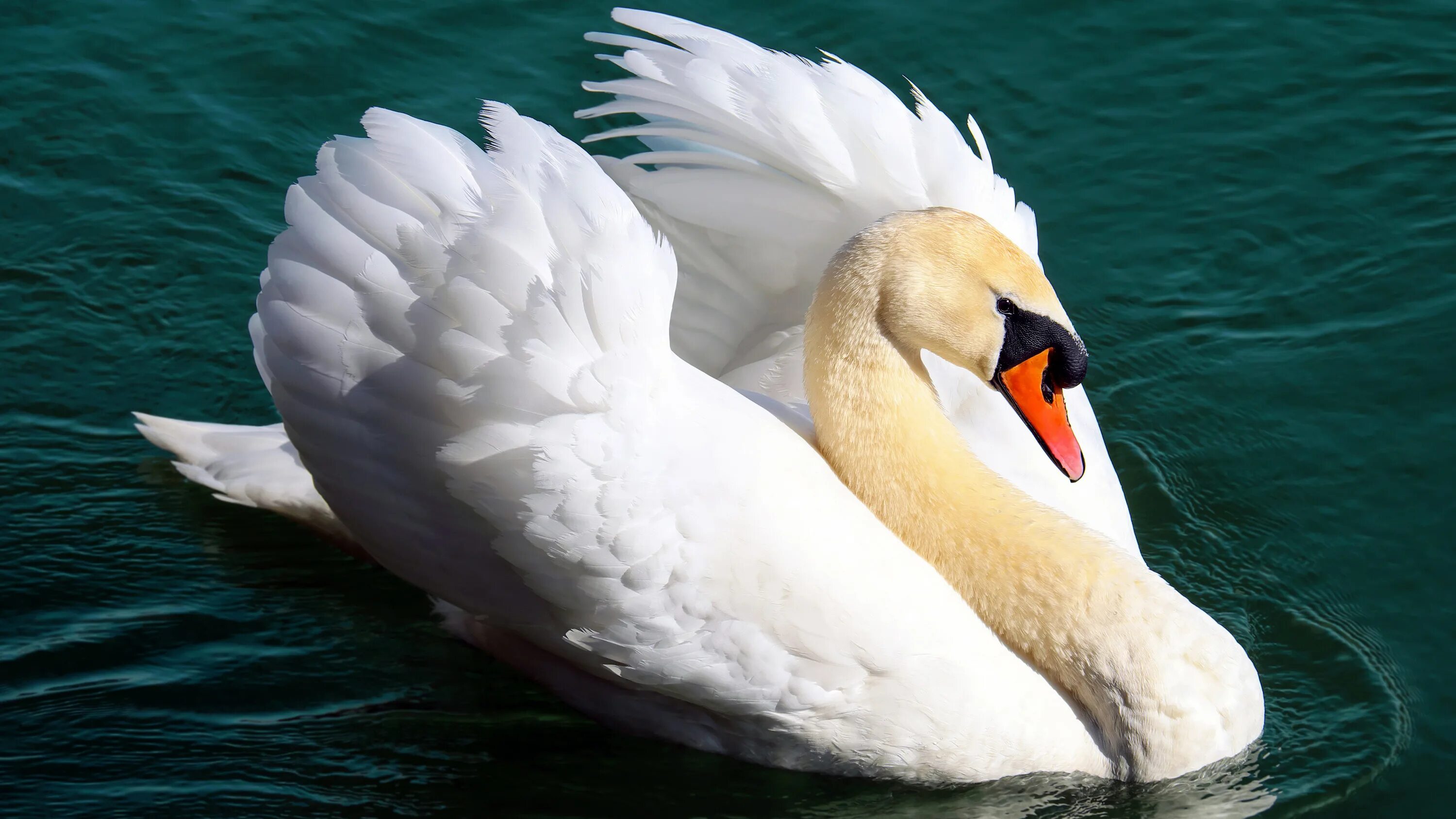 Лебеди на закате. Лебедь шипун питание. Белый лебедь шипун. Белый лебедь шипун. Прекрасная птица лебедь.