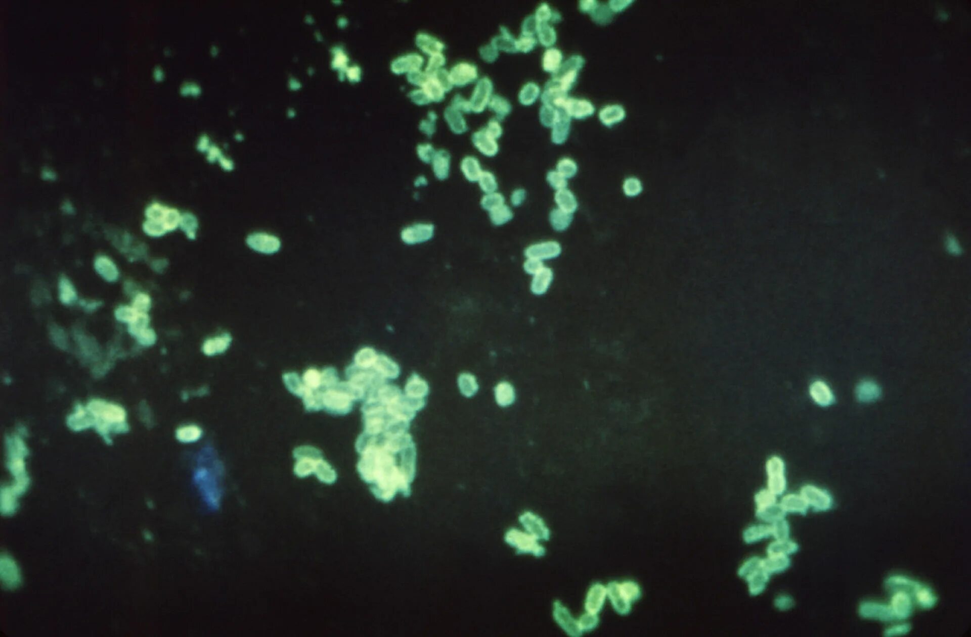 Coli sotwe. Fluorescent antibody Stain. Самое бактериальное семейство. Семья микробов. Family of bacteria.