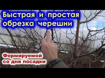 Обрезка воронеж