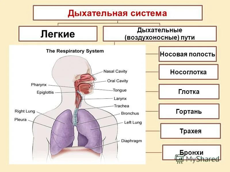 Отделы дыхательной системы схема. Строение дыхательных путей человека анатомия. Строение и функции респираторного отдела дыхательной системы. Дыхательная система человека органы и функции таблица.