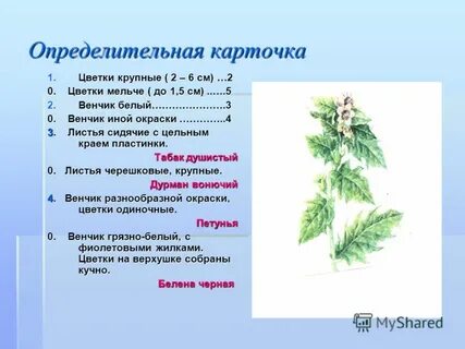 Определительная карточка