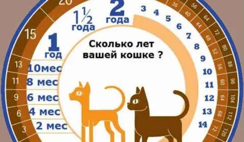 Сколько кошке годиков