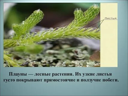 Листья плаунов
