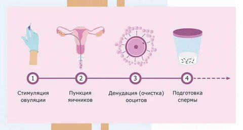 Подготовка к инсеминации