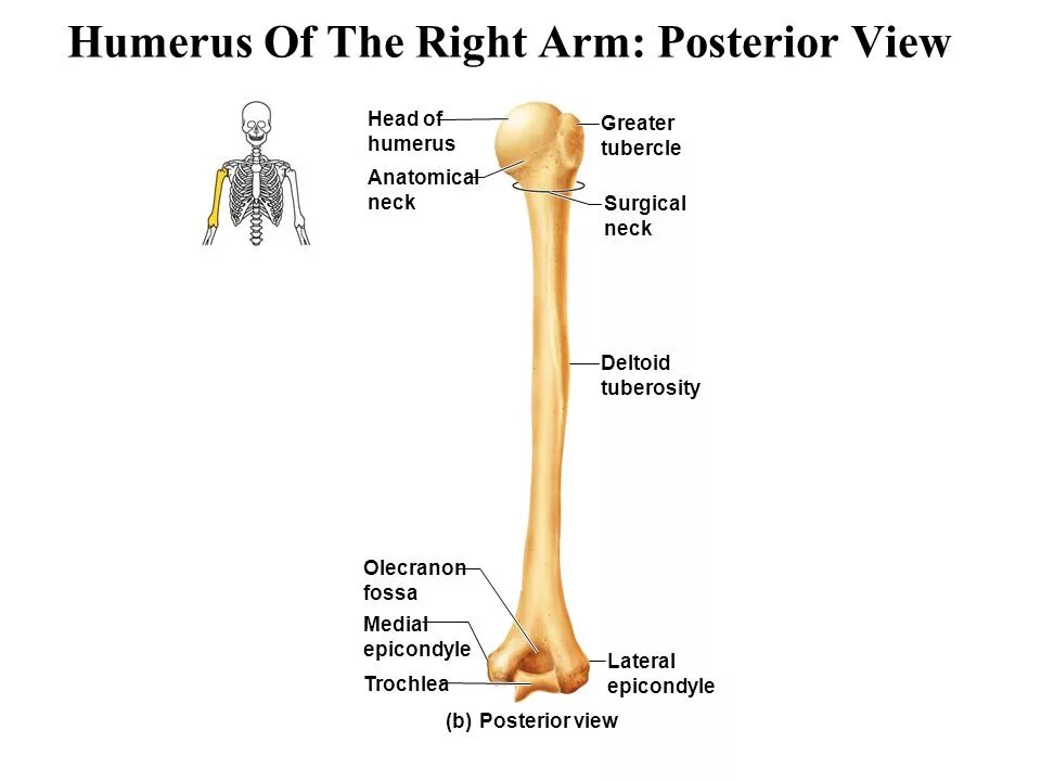 Curved humerus. Humerus. head of humerus. trochlea humeri. yelka suyagi humeri.