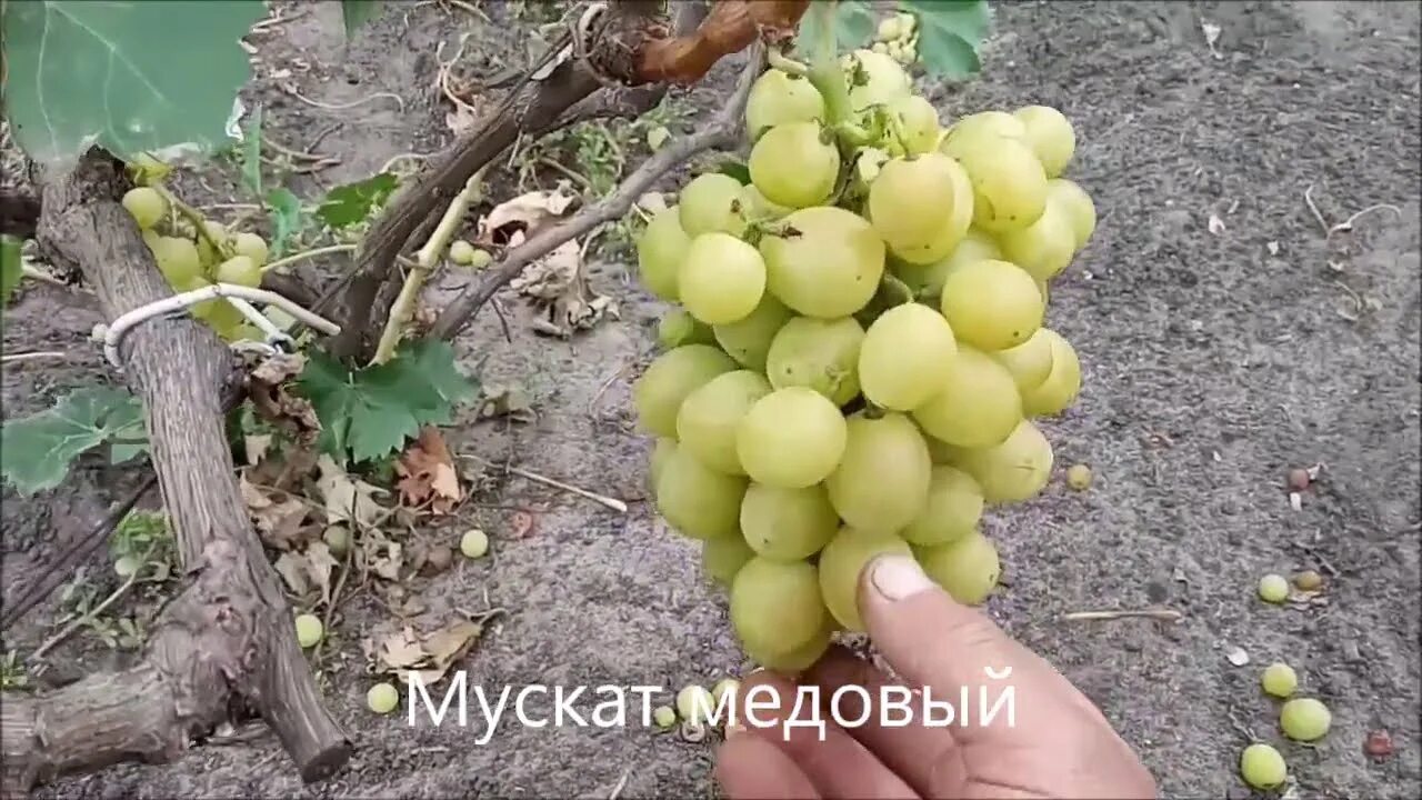 Виноград медовый описание сорта фото отзывы видео