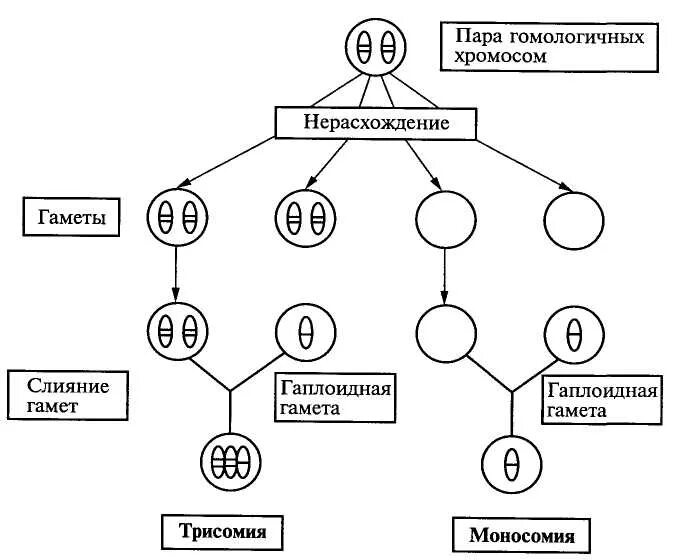В гаплоидных клетках голубя 40 хромосом сколько. Нерасхождение половых хромосом схема. нерасхождение половых хромосом у человека. трисомия 21 21 мейотическое нерасхождение. нерасхождение хромосом в мейозе болезни.
