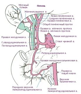 Выводящие пути женские названия