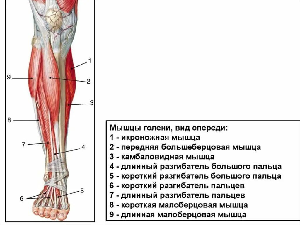 Почему болят сухожилия на ногах. Большеберцовая мышца голени. Мышцы голени анатомия. Передняя большеберцовая мышца мышца. Икроножная и камбаловидная мышцы анатомия.