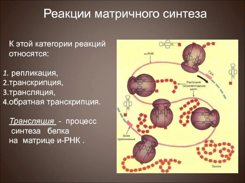 В результате реакций матричного синтеза синтезируются молекулы. Реакции матричного синтеза белка транскрипция и трансляция. Реакции матричного синтеза репликация транскрипция трансляция. Реакции матричного синтеза Синтез белка. Реакции матричного синтеза трансляция.