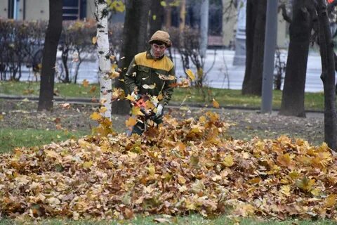 Листва во дворах