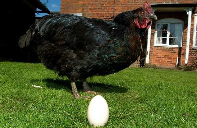 Крупно яичные породы кур. Куры несушки черные. Куры которые несут черные яйца. Куры несушки черных яиц. Самая большая курица.