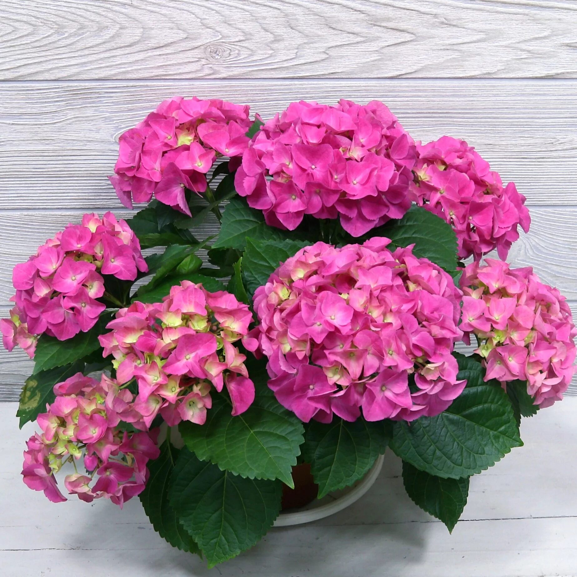 Domenika flowers. Domenika flowers