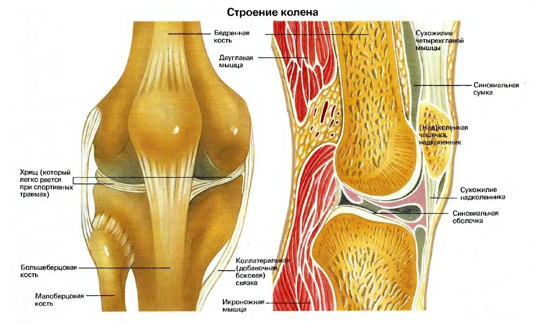 Мышцы и суставы. Структура колена человека. Коленный сустав анатомия человека. Связки коленного сустава анатомия. Коленный сустав строение анатомия.