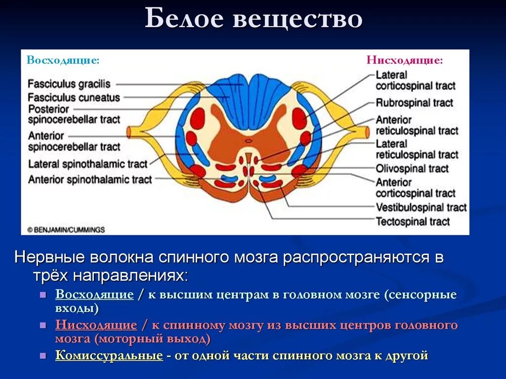 Структура белого вещества спинного мозга. Строение белого вещества спинного мозга. Строение спинного мозга. Части белого вещества. Структурные элементы белого вещества спинного мозга. Строение мозга серое и белое вещество