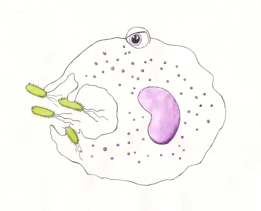Фагоцитоз иммунология. Макрофаги животных. Макрофаги клетки пожирающие. Фагоцитоз рисунок. Макрофаги фагоцитоз