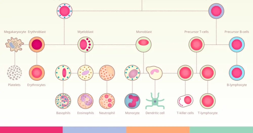 Рост иммунных клеток. Клетки иммунной системы. Иммунные клетки схема. Дифференцировка клеток иммунной системы.