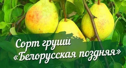 Сорт белорусская поздняя отзывы