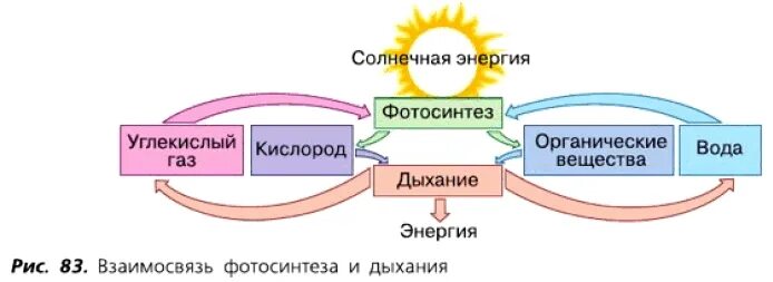 Процесс обмена веществ у растений. Схема обмена веществ у растений. Схема взаимосвязи процессов фотосинтеза и дыхания. Обмен веществ у растений таблица. Тест по теме фотосинтез дыхание 6 класс