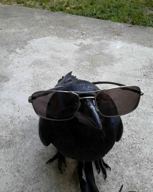 60 Funny Animal Pictures - FunnyFoto Мемы животные, Забавные зверюшки, Морды жив