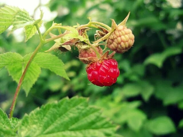 Сладкая малинка. Малина лель. Малина 1 ягода. Видеоклип ягода малинка. Цветная малина.