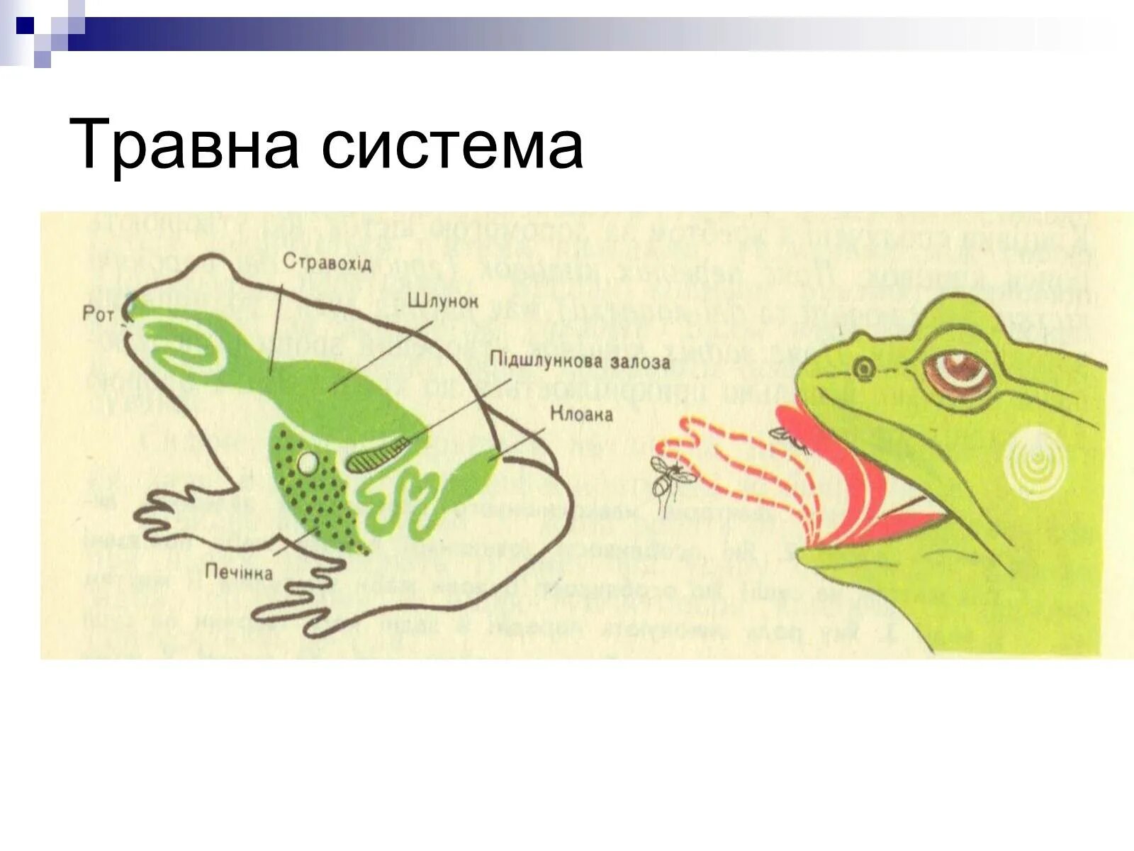 Земноводные печень. Анатомия пищеварительной системы лягушки. Пищеварительная система лягушки прудовой. Пищеварительная система у лягушки клоака. Пищеварительная система амфибий схема.