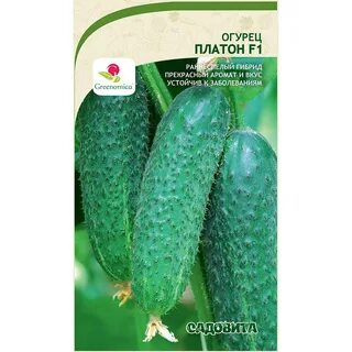 Огурцы сорт платоша