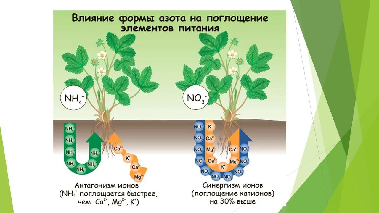 Элементы минерального питания растений. Минеральные элементы в питании. Влияние микроэлементов на растения. Азотное питание растений. Влияние минеральной воды на растения