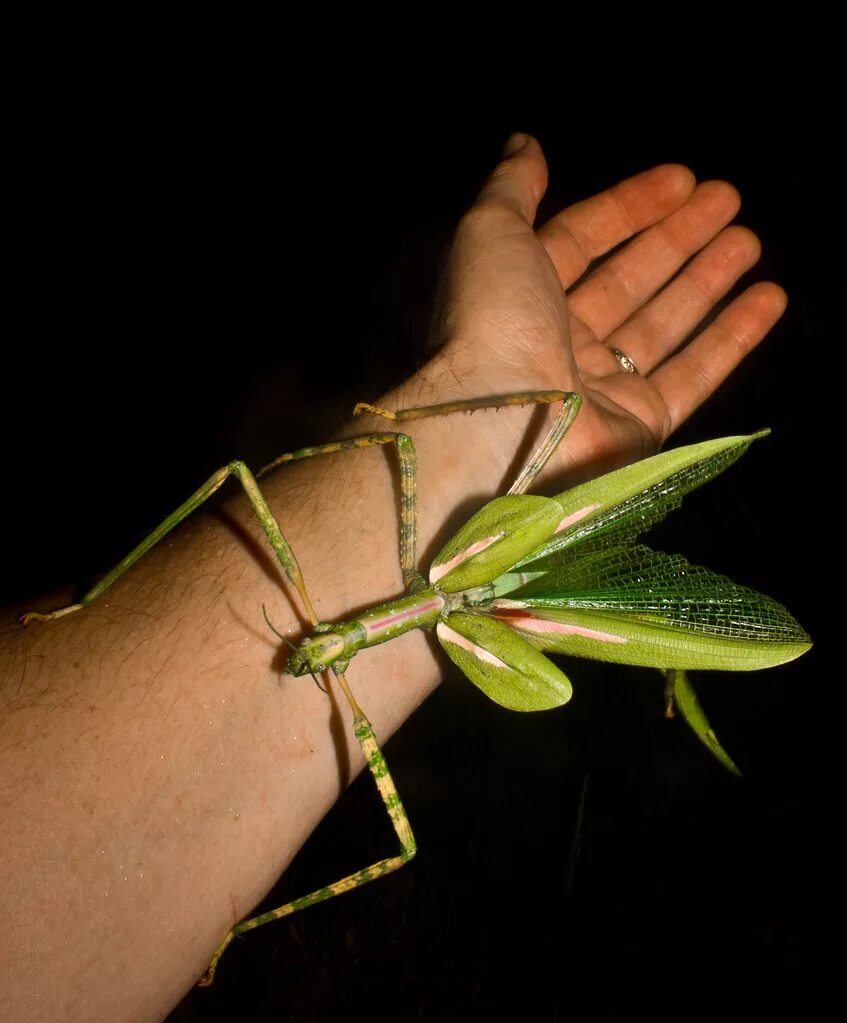 Крупный богомол. Богомол палочник. Кузнечик палочник. Ischnomantis Gigas богомол. Eurycnema Goliath палочник.