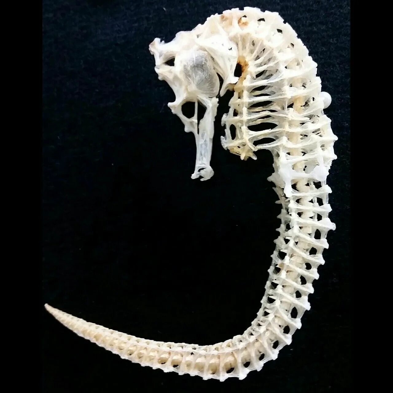 Скелет хамелеона. Скелет ежа. Скелет ската. Необычные скелеты животных. Животные без позвоночника