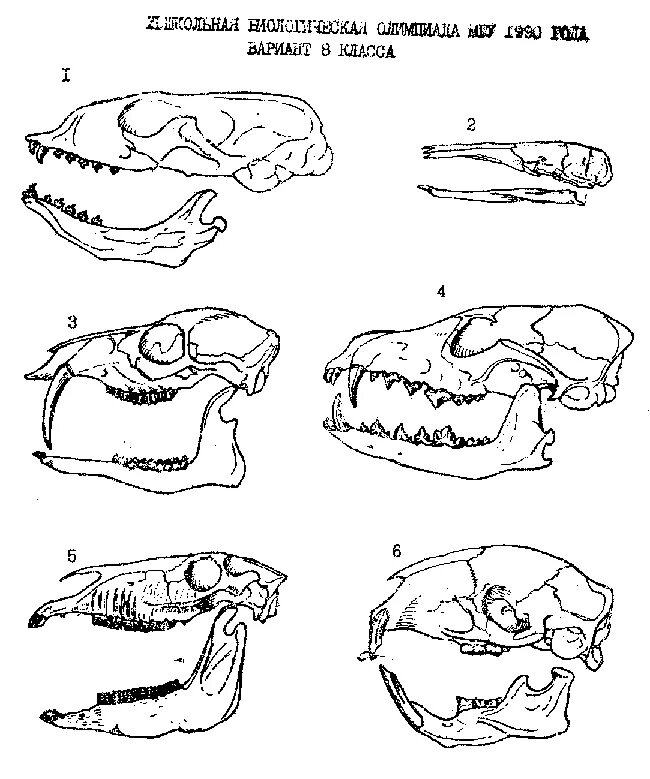 Класс млекопитающие череп. Строение млекопитающих 7 класс биология череп. Строение скелета черепа млекопитающих. Зубная система непарнокопытных млекопитающих. Черепа млекопитающих различных отрядов.