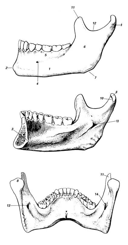 Подбородочная ость нижней челюсти. Нижняя челюсть анатомия кости. Нижняя челюсть вид сбоку анатомия. Нижняя челюсть кость анатомия. Нижняя челюсть с другими костями черепа