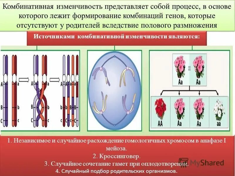 Пример изменения в биологии. Комбинативная изменчивость механизмы. Комбененативная изменчивость. Комьиративная изм. Комбинативнаяизменсивость.