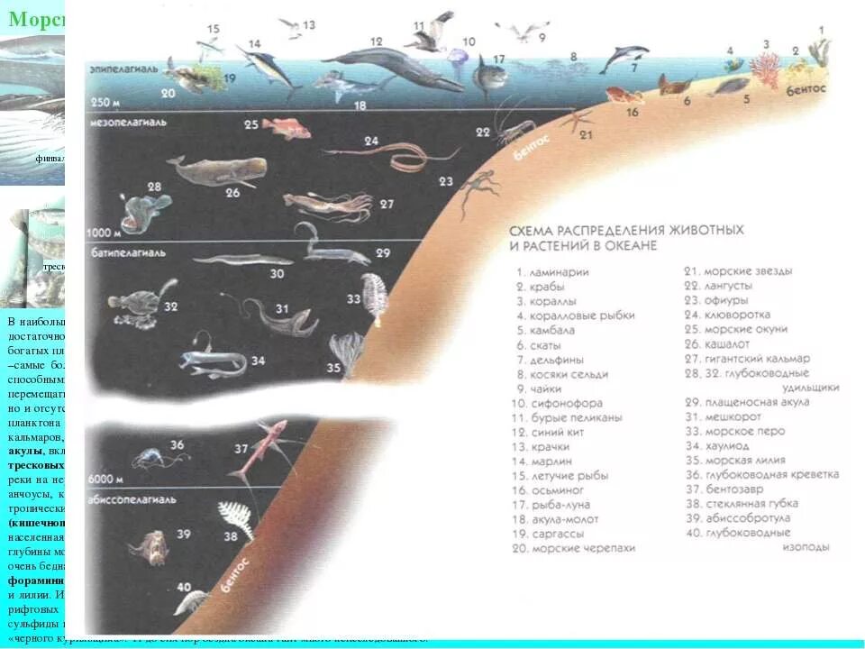 6 слоев жизни. Зоны океана. Слои жизни в океане. Глубина океана схема. Зоны океана и из обитатели.