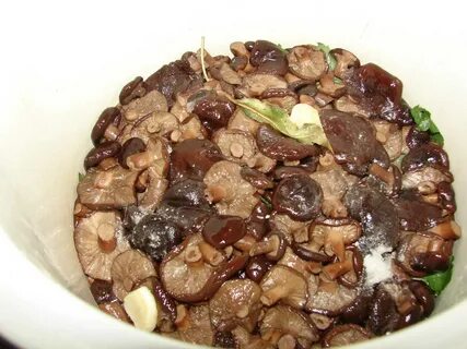 Горькушки соленые рецепт