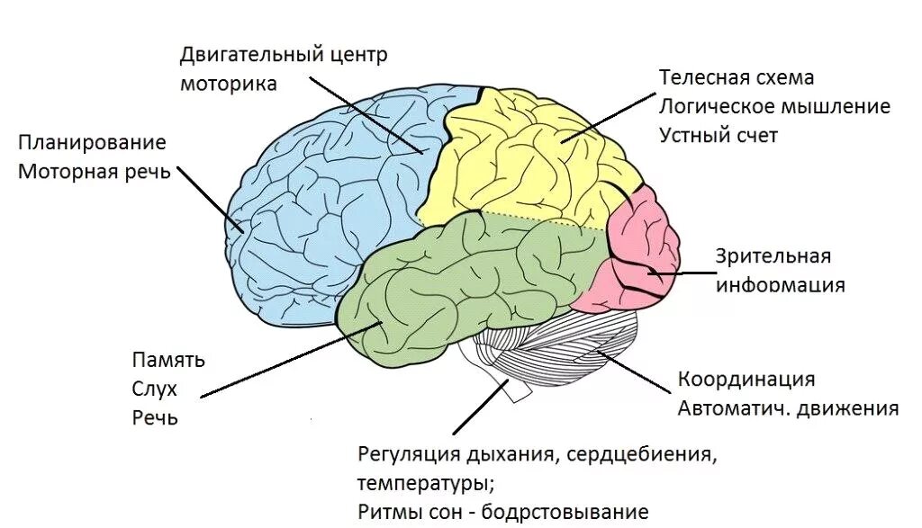 Функциональные зоны мозга. Доли и отделы головного мозга. Схема головного мозга человека с зонами. За что отвечают отделы головного мозга. Зона коры головного мозга отвечающая за зрение.