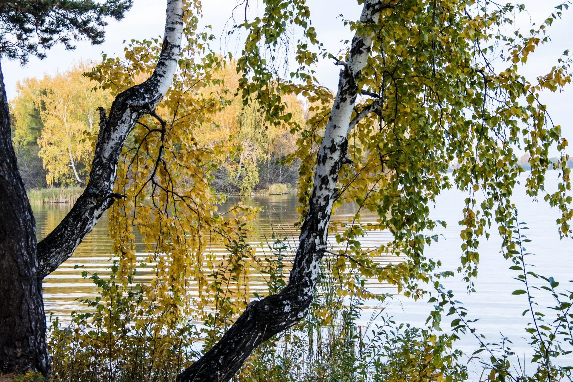 Включи березка. Пушгоры береза. Природа березы. Красивая береза. Береза осень.