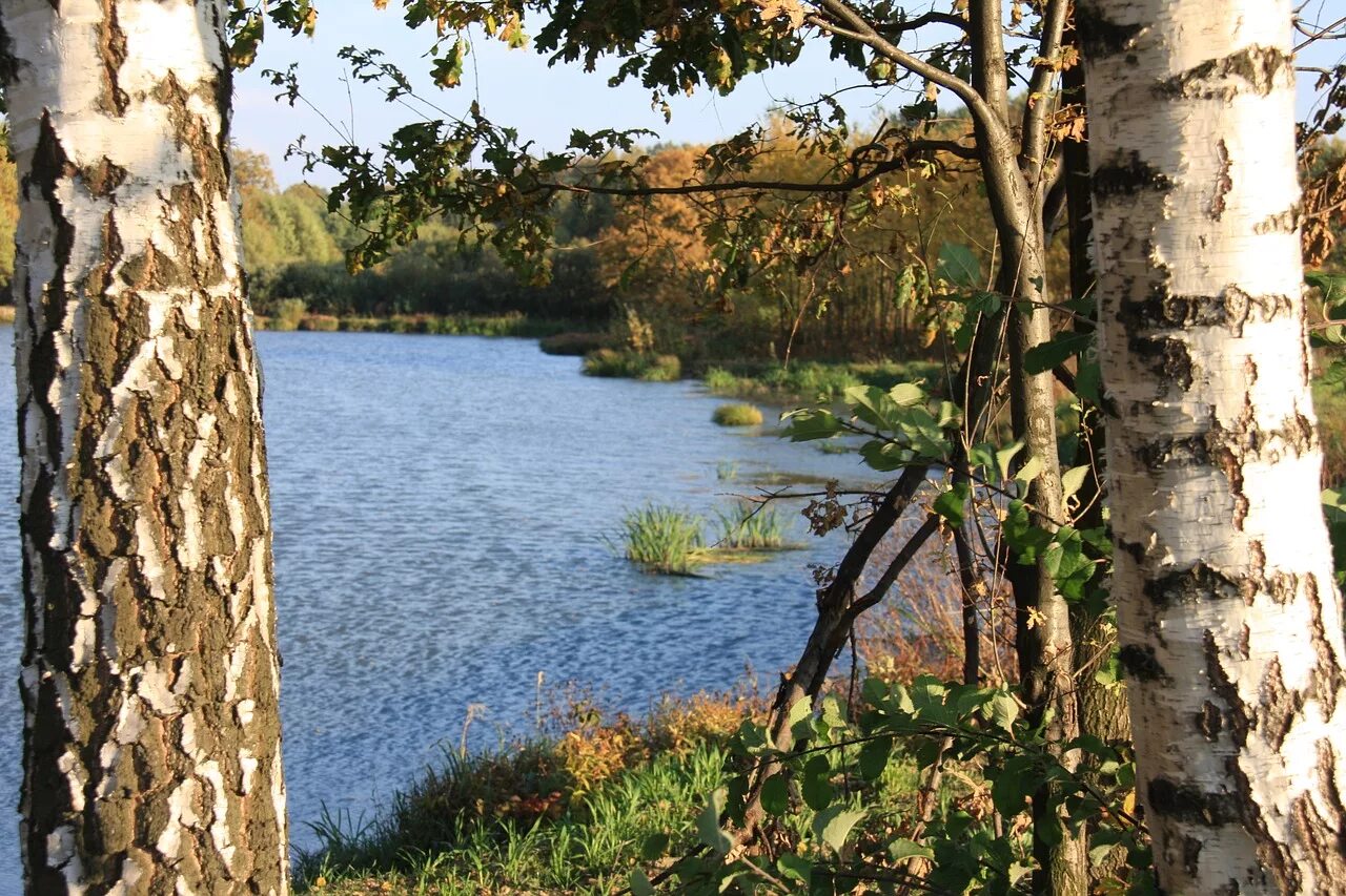 Речка береза Нелидово. Березка у реки. Брянск река Березка. Озеро Березка Нижегородская. Рыба березка